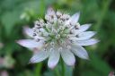 Isotahtiputki2C_Astrantia_major_IMG_2969.jpg