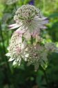 Isotahtiputki2C_Astrantia_major_IMG_5040.jpg