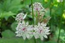 Isotahtiputki2C_Astrantia_major_IMG_5041.jpg