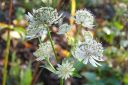 Isotahtiputki2C_Astrantia_major_IMG_5449.jpg