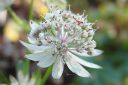 Tiedostonimi=Isotahtiputki2C_Astrantia_major_IMG_5450.jpg
Tiedostokoko=40kt
Koko=600x399
Lisätty=11.03.2011 Isotahtiputki2C_Astrantia_major_IMG_5450.jpg