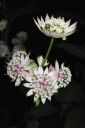 Isotahtiputki2C_Astrantia_major_IMG_5718.jpg