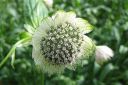 Isotahtiputki2C_Astrantia_major_IMG_7573.jpg