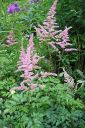 Jaloangervo2C_Astilbe_x_hybr_IMG_0434.jpg