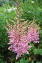 Tiedostonimi=Jaloangervo2C_Astilbe_x_hybr_IMG_0828.jpg
Tiedostokoko=66kt
Koko=400x600
Lisätty=11.03.2011 Jaloangervo2C_Astilbe_x_hybr_IMG_0828.jpg