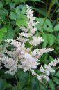 Jaloangervo2C_Astilbe_x_hybr_IMG_6560.jpg