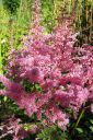 Jaloangervo2C_Astilbe_x_hybr_IMG_8558.jpg