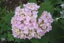 Jalohortensia2C_Hydrangea_macrophylla_Endless_Summer_IMG_0798.jpg