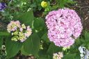 Jalohortensia2C_Hydrangea_macrophylla_Endless_Summer_IMG_2516.jpg