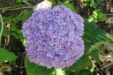 Jalohortensia2C_Hydrangea_macrophylla_Endless_Summer_IMG_3483.jpg