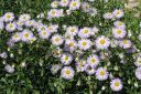 Jalokallioinen2C_Erigeron_speciosus_IMG_4288.jpg