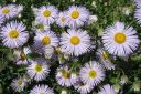 Jalokallioinen2C_Erigeron_speciosus_IMG_4289.jpg