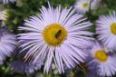 Jalokallioinen2C_Erigeron_speciosus_IMG_4290.jpg