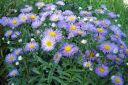 Jalokallioinen2C_Erigeron_speciosus_IMG_6201.jpg