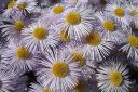 Jalokallioinen2C_Erigeron_speciosus_IMG_6206.jpg