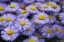 Jalokallioinen2C_Erigeron_speciosus_IMG_9993.jpg