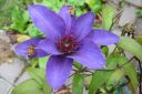 Jalokarho2C_Clematis__Multi_Blue__IMG_6798.jpg