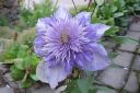 Jalokarho2C_Clematis__Multi_Blue__IMG_7015.jpg