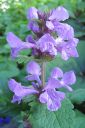 Jalopahkamo2C_Stachys_grandiflora_IMG_2964.jpg