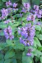 Jalopahkamo2C_Stachys_grandiflora_IMG_3845.jpg