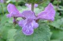 Jalopahkamo2C_Stachys_grandiflora_IMG_6306.jpg