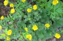 Japaninhanhikki2C_Potentilla_megalantha_IMG_9594.jpg