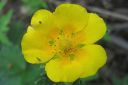 Japaninhanhikki2C_Potentilla_megalantha_IMG_9596.jpg