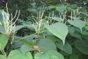 Japanintatar2C_Fallopia_japonica_IMG_1070.jpg