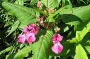 Jattipalsami2C_Impatiens_glandulifera_IMG_3992.jpg