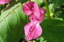 Jattipalsami2C_Impatiens_glandulifera_IMG_3993.jpg