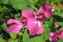 Jattipalsami2C_Impatiens_glandulifera_IMG_3995.jpg