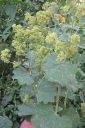 Jattipoimuleht2Ci_Alchemilla_mollis_IMG_3238.jpg