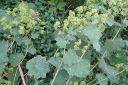 Jattipoimulehti2C_Alchemilla_mollis_IMG_3240.jpg