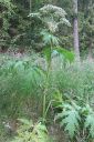 Jattiukonputki2C_Heracleum_mantegazzianum_IMG_9465.jpg