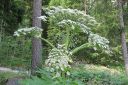 Jattiukonputki2C_Heracleum_mantegazzianum_IMG_9467.jpg