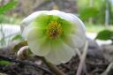 Jouluruusu2C_Helleborus_sp_IMG_1104.jpg