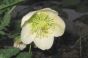 Jouluruusu2C_Helleborus_sp_IMG_1733.jpg