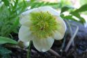 Jouluruusu2C_Helleborus_sp_IMG_1743.jpg