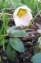 Jouluruusu2C_Helleborus_sp_IMG_6312.jpg