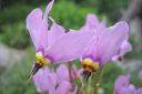 Jumaltenkukka2C_Dodecatheon_sp_IMG_0649.jpg