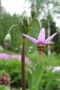 Jumaltenkukka2C_Dodecatheon_sp_IMG_1198.jpg