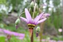 Jumaltenkukka2C_Dodecatheon_sp_IMG_1200.jpg