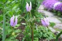 Tiedostonimi=Jumaltenkukka2C_Dodecatheon_sp_IMG_2083.jpg
Tiedostokoko=52kt
Koko=600x400
Lisätty=11.03.2011 Jumaltenkukka2C_Dodecatheon_sp_IMG_2083.jpg