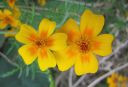 Tiedostonimi=Kaapiosamettikukka2C_Tagetes_tenuifolia_IMG_3860.jpg
Tiedostokoko=39kt
Koko=600x410
Lisätty=11.03.2011 Kaapiosamettikukka2C_Tagetes_tenuifolia_IMG_3860.jpg