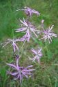 Kaenkukka2C_Lychnis_flos-cuculi_IMG_3138.jpg