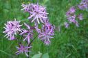 Kaenkukka2C_Lychnis_flos-cuculi_IMG_6572.jpg