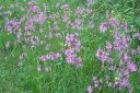 Kaenkukka2C_Lychnis_flos-cuculi_IMG_6574.jpg