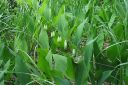 Kalliokielo2C_Polygonatum_odoratum_IMG_9338.jpg