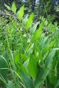 Kalliokielo2C_Polygonatum_odoratum_IMG_9339.jpg