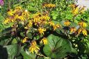 Kallionauhus2C_Ligularia_dentata_IMG_0099.jpg